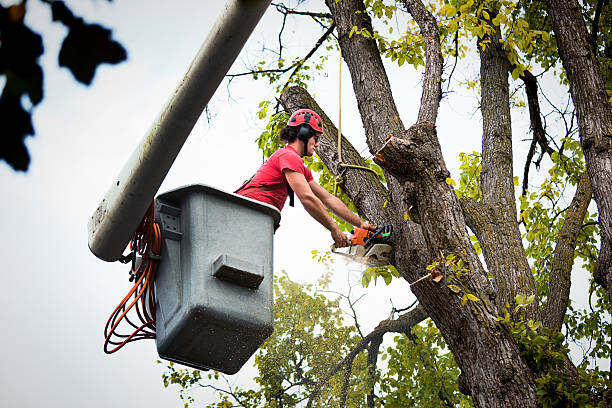 Best Tree Trimming Near Me  in Harrisonburg, VA